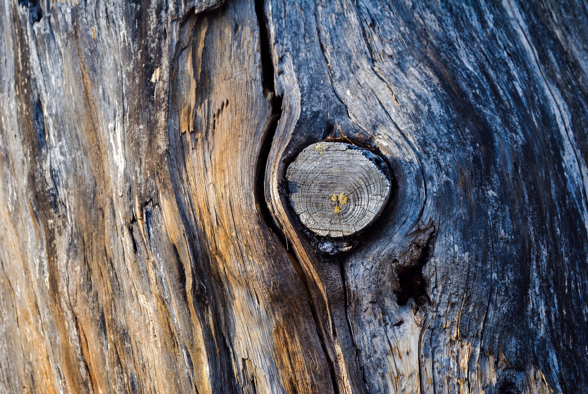 Tree trunk with knot feature